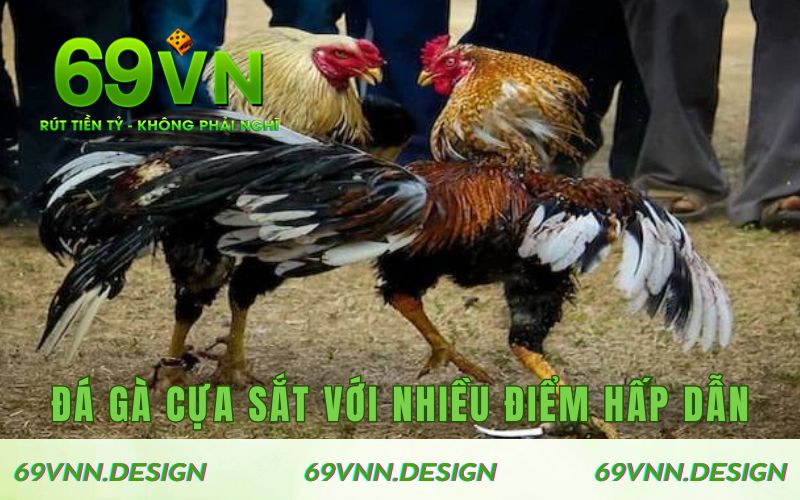 Đá gà cựa sắt với nhiều điểm hấp dẫn