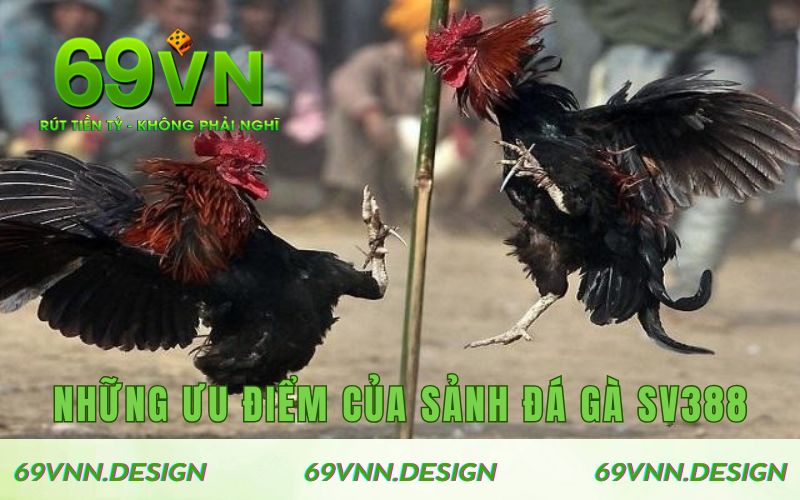 Những ưu điểm của sảnh đá gà SV388